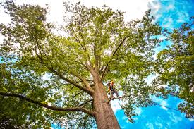 Best Storm Damage Tree Cleanup  in Union City, CA